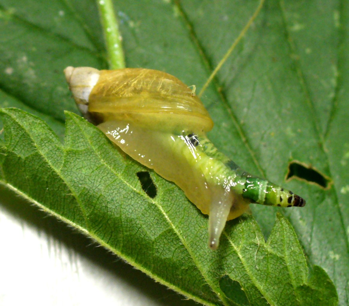 Mind and Body-Altering Parasites